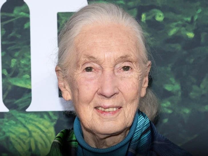 Dr. Jane Goodall Passes Away At Age 91
